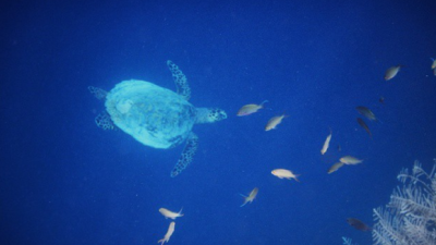 Fenomena Hantu Laut Raja Ampat
