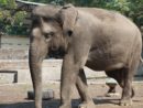 Gajah Tunggang