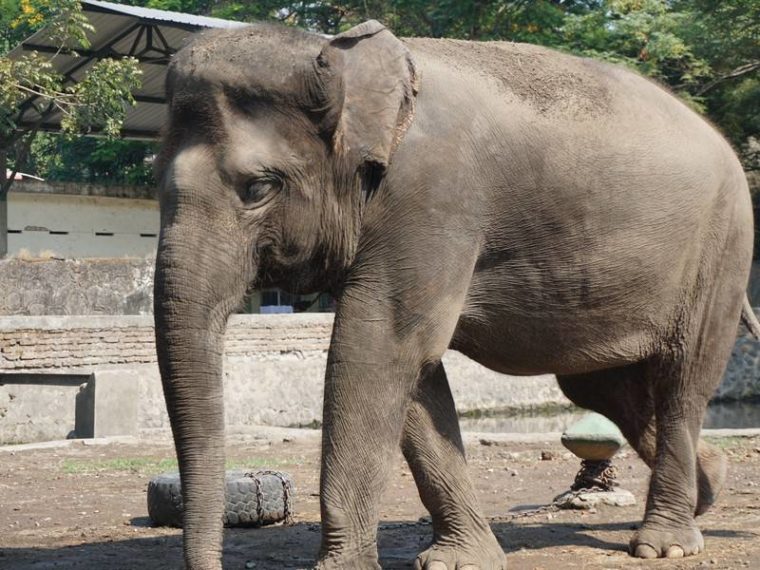 Gajah Tunggang