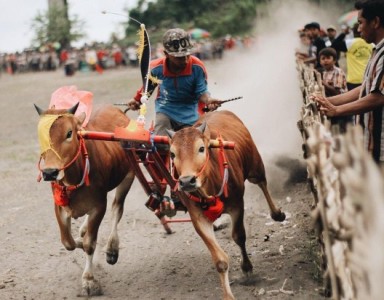 wisata-budaya-kerapan-sapi