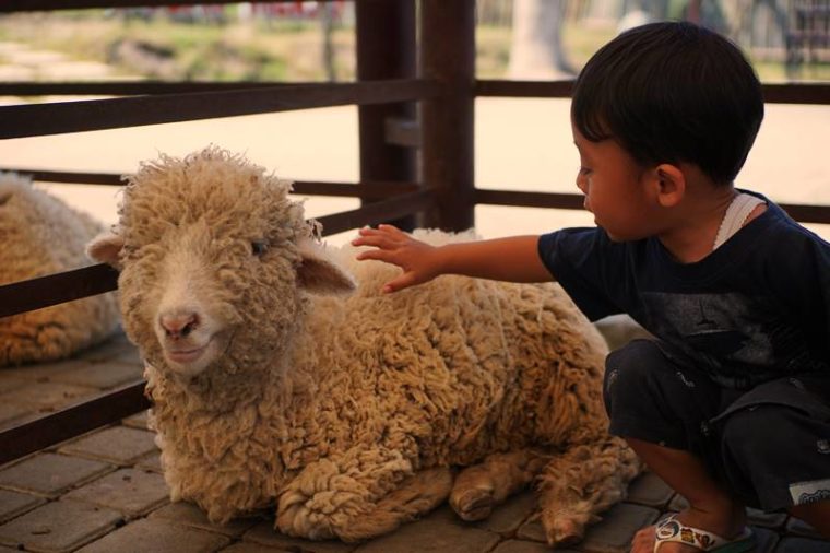 Wisata Edukasi Anak Di Bhumi Merapi